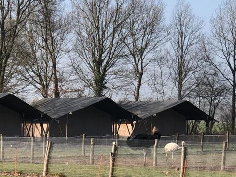 Vodatent Camping de Waterbuffelfarm  - Camping Steenwijkerland