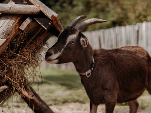 Vodatent Camping de Tulpenweide - Camping Hollands Kroon - Image N°5