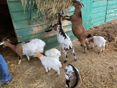 Vodatent Camping Fargogne - Camping Tarn-et-Garonne - Image N°4