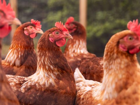 Summio Vakantiepark De Riethorst - Camping Mook en Middelaar - Image N°2