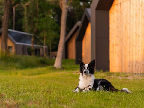 Roodewoud - Camping Aa en Hunze - Image N°2