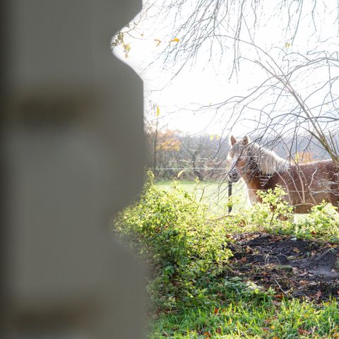 Camping de Kleine Wereld - Camping Ommen - Image N°6