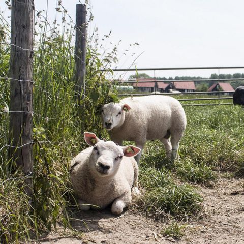 Oosterscheldepark de Stelhoeve - Camping Kapelle - Image N°4