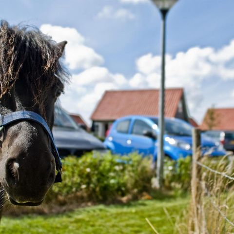 Oosterscheldepark de Stelhoeve - Camping Kapelle - Image N°5