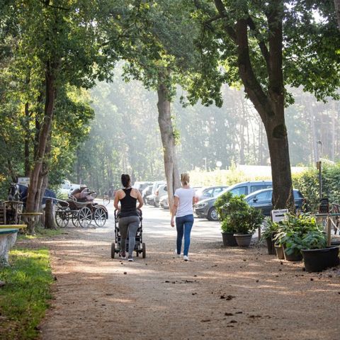 Camping Zavelbos - Camping Limburg Belge - Image N°4