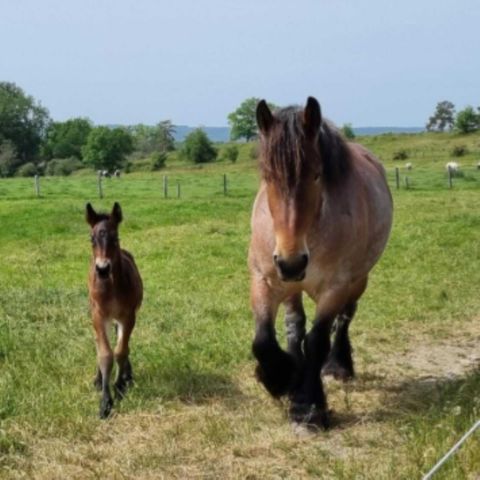 Vodatent Camping le Roptai - Camping Namur - Image N°4