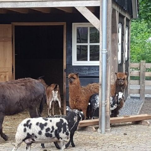 Boscamping Appelscha - Camping Ooststellingwerf - Image N°4