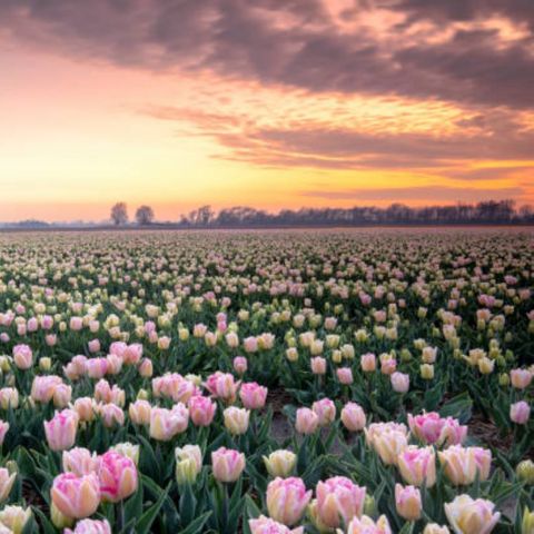 CHALET 5 personnes - J 087