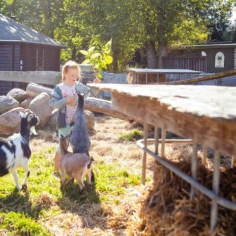 Vodatent Rosenvold Strand Camping - Camping Jutland-Central - Image N°4