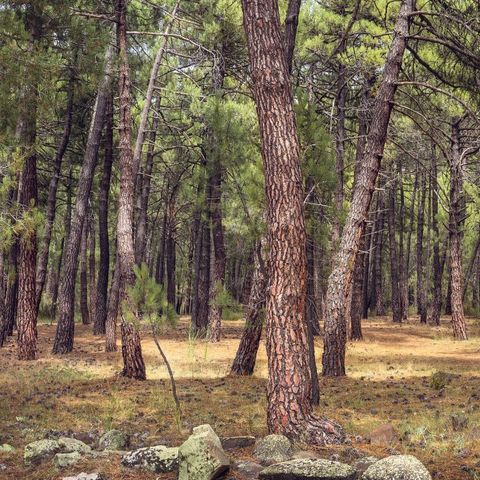 Camping Sierra de Javalambre - Camping Teruel - Image N°6