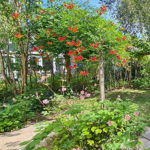 BUNGALOW 4 personnes - Dune 130