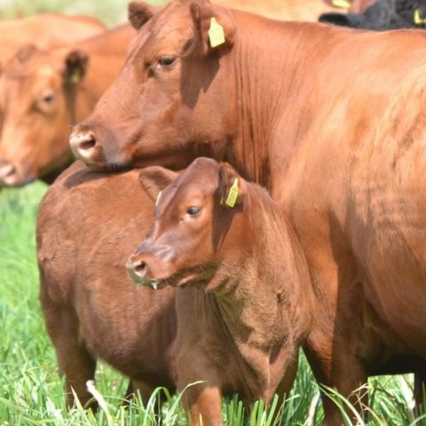 Erve Woolderink - Camping Wierden - Image N°6