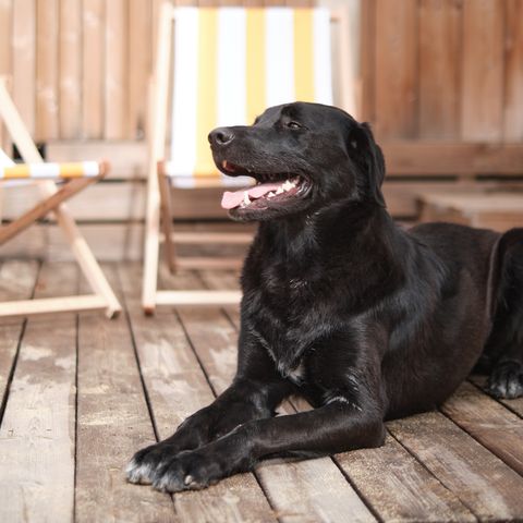 LODGE 6 personnes - Marsanne 6 Dog Friendly