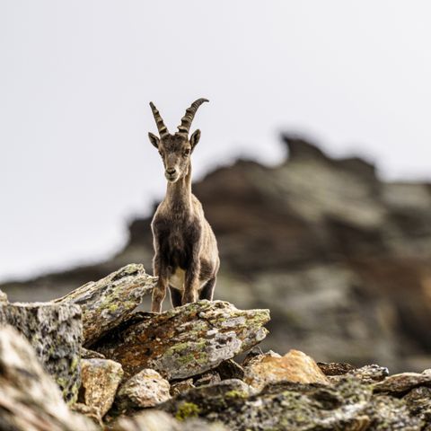 CHALET 4 personnes - Stanzertal Cabin | pet-friendly