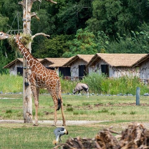 LODGE 4 personnes - Masai Mara