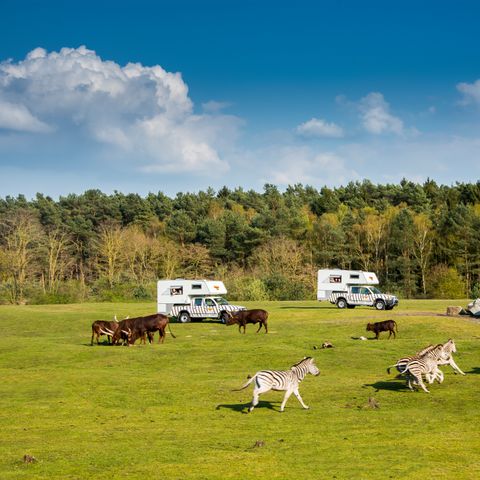 LODGE 4 personnes - Ranger