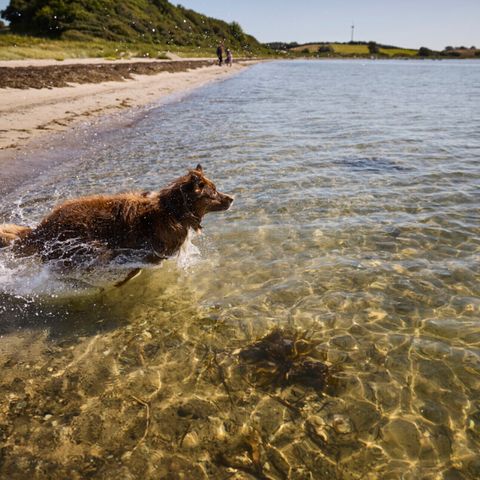 Vodatent Emmerbølle Strand Camping - Camping Danemark du Sud - Image N°5