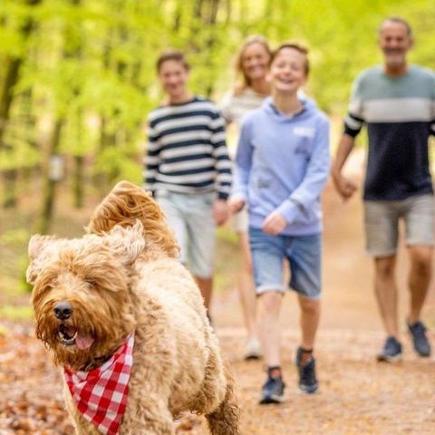 Ardennen Camping Bertrix - Camping Luxembourg - Image N°5