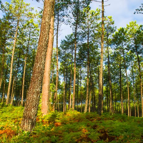 Résidence Goélia Les Jardins de l'Oyat - Camping Landes - Image N°4