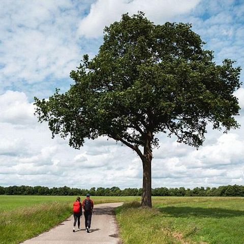 Landgoed de Huynen - Camping Aa en Hunze - Image N°5