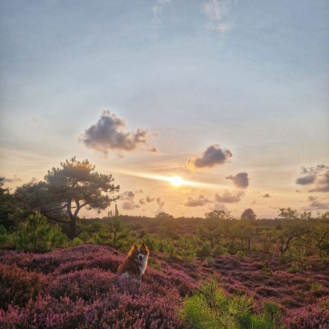 WestCord Aparthotel Boschrijck - Camping Terschelling - Image N°4