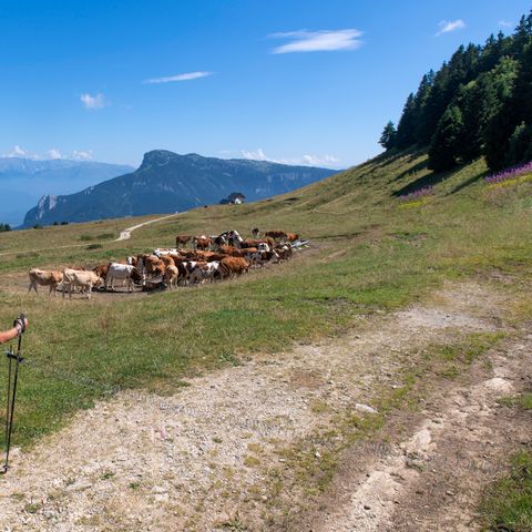 Résidence Goélia Le Sornin - Camping Isère - Image N°5