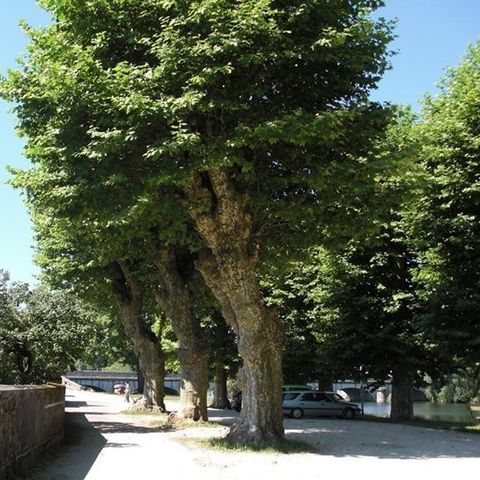 Camping les Promenades Quingey - Camping Doubs - Image N°5