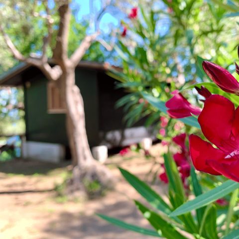 Bungalow 4 personnes - Superior