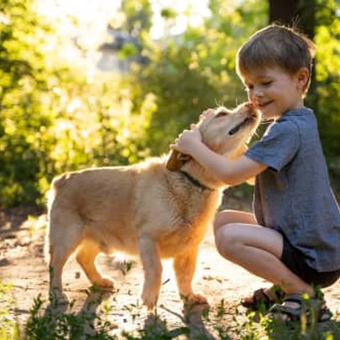 Landgoed- Domaine de Merlanes - Camping Tarn-et-Garonne - Image N°3