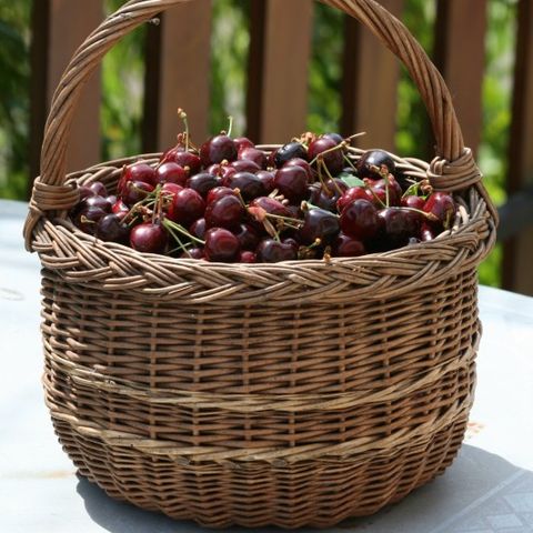 Aire Naturelle de Camping Les Cerisiers - Camping Loire - Image N°2