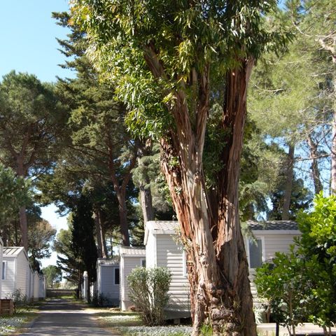 BUNGALOW 4 personnes - SUNÊLIA CONFORT PINÈDE