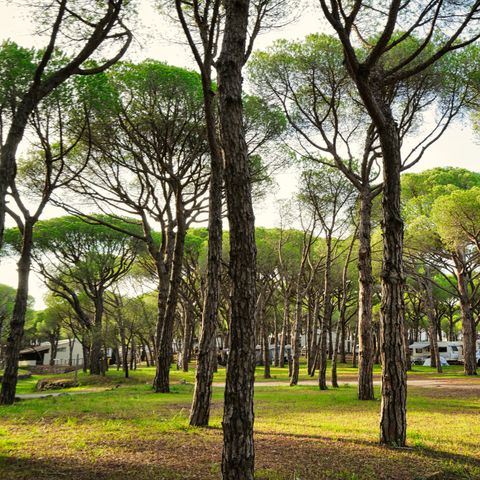 Emplacement - Emplacement de camping pour camping-car et caravane (Tentes non autorisées)