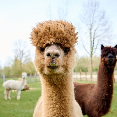 Camping 't Geuldal - Camping Valkenburg an der Geul - Image N°4