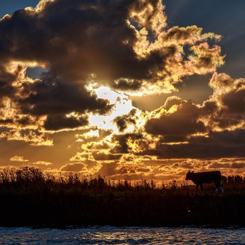 Vodatent Camping de Hof van Eeden - Camping Leiden - Image N°2