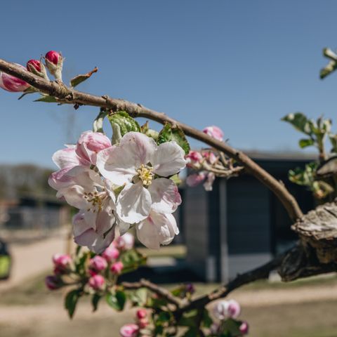 Roompot Park Wijdenes - Camping Drechterland - Image N°6