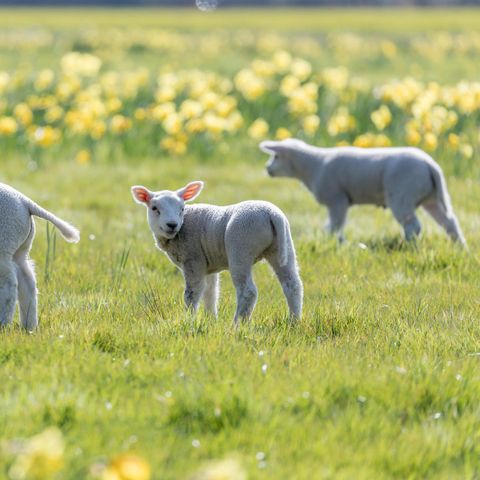 Roompot Appartementencomplex Bosch en Zee - Camping Texel - Image N°3