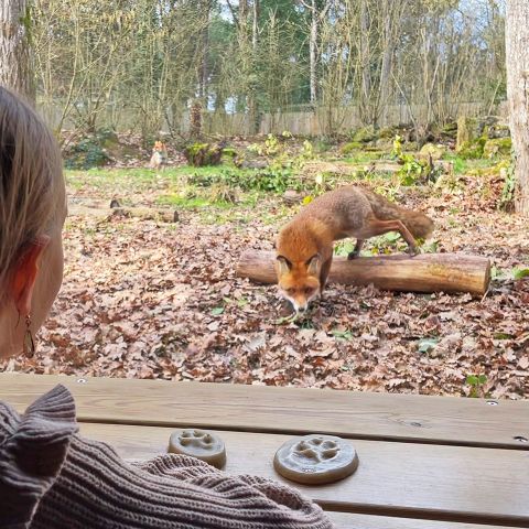 Center Parcs Le Bois aux Daims - Camping Vienne - Image N°5