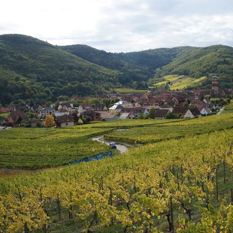 Camping Coeur d'Alsace - Camping Bas-Rhin - Image N°4