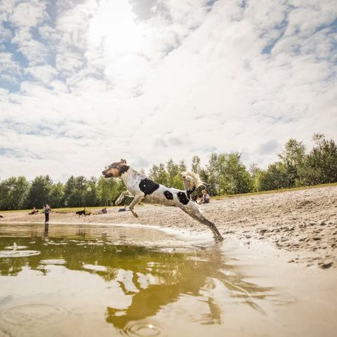 Landal Twenhaarsveld - Camping Rijssen-Holten - Image N°2