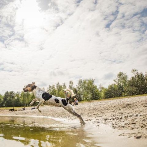 Landal Twenhaarsveld - Camping Rijssen-Holten - Image N°2