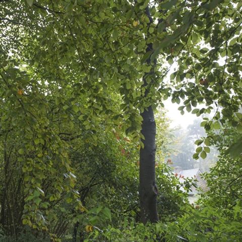 Bungalowpark Schuttersoord - Camping Mook en Middelaar - Image N°6