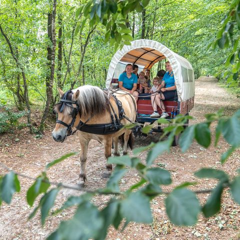 Landal Het Land van Bartje - Camping Borger-Odoorn - Image N°6