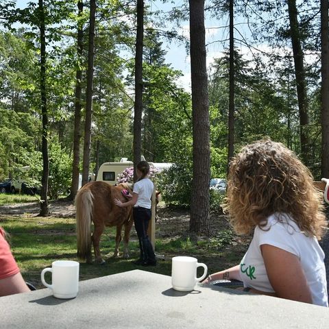 BUNGALOW 6 personnes - Poney