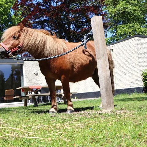 BUNGALOW 6 personnes - Poney