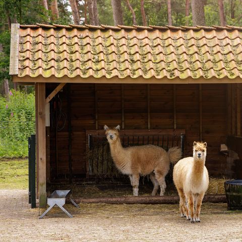Center Parcs De Kempervennen - Camping Bergeijk - Image N°5