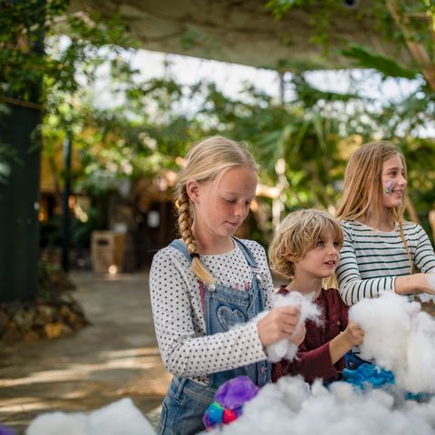 Center Parcs Park Erperheide - Camping Limburg Belge - Image N°6