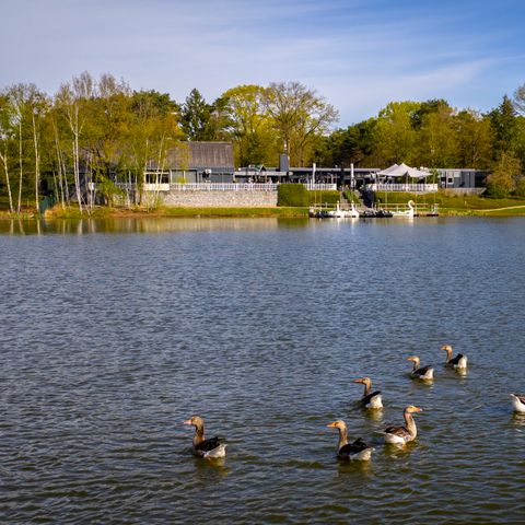 Landal Bospark 't Wolfsven - Camping Geldrop Mierlo - Image N°6