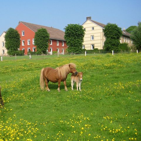 Bungalowpark Landsrade - Camping Gulpen-Wittem - Image N°5