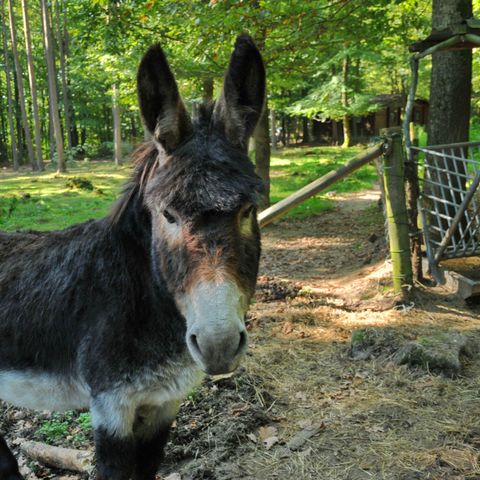 Village de Vacances d Oignies - Camping Hainaut - Image N°6