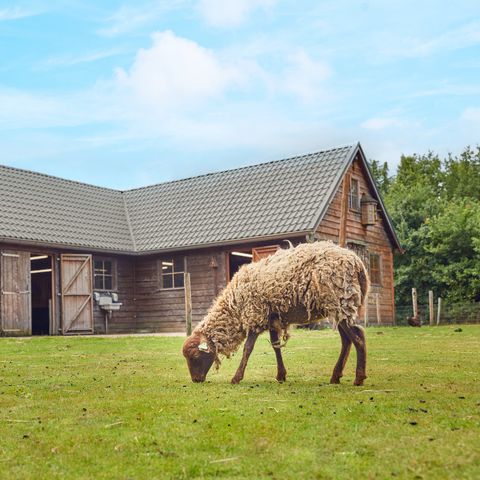 Center Parcs Limburgse Peel - Camping Horst an der Maas - Image N°6